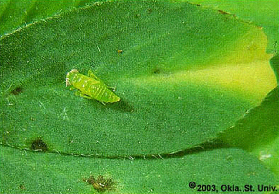 Potato Leafhopper nymph